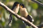 Black-capped Donacobius, Aguas de São Pedro, São Paulo, Brazil, August 2004 - click for larger image