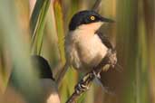 Black-capped Donacobius, Aguas de São Pedro, São Paulo, Brazil, August 2004 - click for larger image