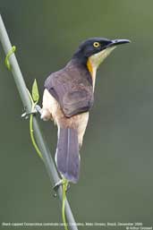 Black-capped Donacobius, Cristalino, Mato Grosso, Brazil, December 2006 - click for larger image