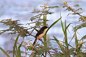 Black-capped Donacobius, Humedal de Indañe, San Martin, Peru, October 2018 - click for larger image