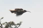 Scimitar-billed Woodcreeper, Barra do Quaraí, Rio Grande do Sul, Brazil, August 2004 - click for larger image