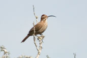 Scimitar-billed Woodcreeper, Barra do Quaraí, Rio Grande do Sul, Brazil, August 2004 - click for larger image