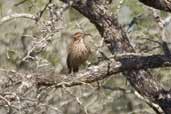 Scimitar-billed Woodcreeper, Barra do Quaraí, Rio Grande do Sul, Brazil, August 2004 - click for larger image