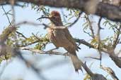 Scimitar-billed Woodcreeper, Barra do Quaraí, Rio Grande do Sul, Brazil, August 2004 - click for larger image