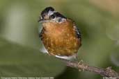 Ferruginous Antbird, Folha Seca, Ubatuba, São Paulo, Brazil, December 2006 - click for larger image