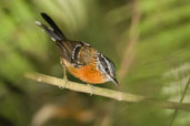 Ferruginous Antbird, Serra Bonita, Camacan, Bahia, Brazil, November 2008 - click for larger image
