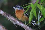 Ferruginous Antbird, Boa Nova, Bahia, Brazil, July 2002 - click for larger image