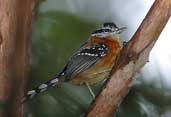 Ferruginous Antbird, Boa Nova, Bahia, Brazil, July 2002 - click for larger image