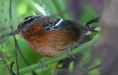 Ferruginous Antbird, Ubatuba, São Paulo, Brazil, July 2002 - click for larger image