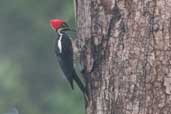 Female Lineated Woodpecker, São Gabriel da Cachoeira, Amazonas, Brazil, August 2004 - click for larger image