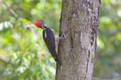 Female Lineated Woodpecker, Joanes, Isla de Marajó, Pará, Brazil, October 2005 - click for larger image