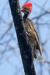 Lineated Woodpecker, Chaparri, Lambayeque, Peru, October 2018 - click for larger image