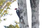 Male Lineated Woodpecker, Vila Bela de Santíssima Trindade, Mato Grosso, Brazil, March 2003 - click for larger image