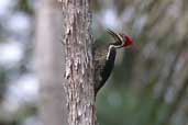 Female Lineated Woodpecker, Guajará-Mirim, Rondônia, Brazil, March 2003 - click for larger image