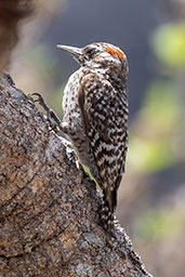 Chequered Woodpecker, Cerra de Cipo, Minas Gerais, Brazil, October 2022 - click for larger image