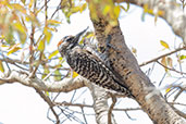 Chequered Woodpecker, Cerra de Cipo, Minas Gerais, Brazil, October 2022 - click for larger image