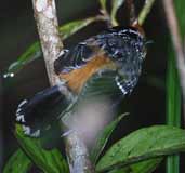 Ochre-rumped Antbird, Boa Nova, Bahia, Brazil, July 2002 - click for larger image