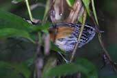 Ochre-rumped Antbird, Boa Nova, Bahia, Brazil, July 2002 - click for larger image