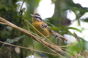 Female Bertoni's Antbird, Teresópolis, Rio de Janeiro, Brazil, November 2008 - click for larger image