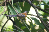 Male Bertoni's Antbird, Teresópolis, Rio de Janeiro, Brazil, November 2008 - click for larger image