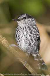 Male Scaled Antbird, Ubatuba, Brazil, December 2006 - click for larger image