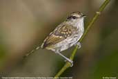 Female Scaled Antbird, Ubatuba, Brazil, December 2006 - click for larger image