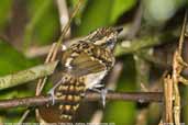 Female Scaled Antbird, Ubatuba, Brazil, December 2006 - click for larger image