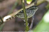 Male Scaled Antbird, Ubatuba, Brazil, December 2006 - click for larger image