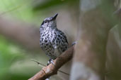 Male Scaled Antbird, Ituberá, Bahia, Brazil, November 2008 - click for larger image