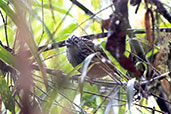 Streak-headed Antbird, Bellavista Cloud Forest Reserve, Pichincha, Ecuador, November 2019 - click for larger image