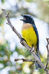 Buff-breasted Mountain Tanager, Santa Marta Mountains, Magdalena, Colombia, April 2012 - click for larger image