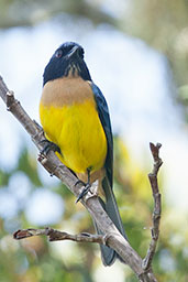 Buff-breasted Mountain Tanager, Santa Marta Mountains, Magdalena, Colombia, April 2012 - click for larger image