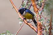 Buff-breasted Mountain Tanager, Papallacta Pass, Napo, Ecuador, November 2019 - click for larger image