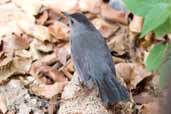 Grey Catbird, Zapata Swamp, Cuba, February 2005 - click on image for a larger view