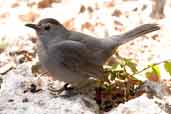 Grey Catbird, Zapata Swamp, Cuba, February 2005 - click on image for a larger view