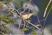 Female Plain Antvireo, Folha Seca, Ubatuba, São Paulo, Brazil, December 2006 - click for larger image