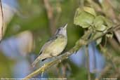 Male Plain Antvireo, Folha Seca, Ubatuba, São Paulo, Brazil, December 2006 - click for larger image