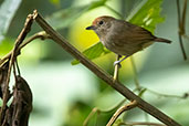 Female Plain Antvireo, Wildsumaco Lodge, Napo, Ecuador, November 2019 - click for larger image