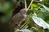 Female Plain Antvireo, Wildsumaco Lodge, Napo, Ecuador, November 2019 - click for larger image