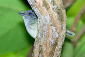 Male Plain Antvireo, Jaqueira, Pernambuco, Brazil, March 2004 - click for larger image