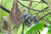 Male Plain Antvireo, Jaqueira, Pernambuco, Brazil, March 2004 - click for larger image