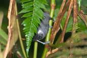 Male Plumbeous Antvireo, Camacã, Bahia, Brazil, March 2004 - click for larger image