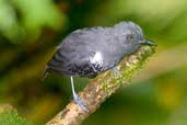 Male Plumbeous Antvireo, Camacã, Bahia, Brazil, March 2004 - click for larger image