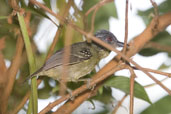 Male Spot-breasted Antvireo, Serra Bonita, Camacan, Bahia, Brazil, November 2008 - click for larger image