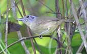 Female Spot-breasted Antvireo, Ubatuba, São Paulo, Brazil, July 2002 - click for larger image