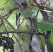 Spot-breasted Antvireo, Ubatuba, São Paulo, Brazil, July 2002 - click for larger image