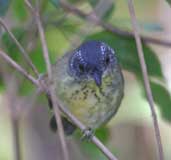 Male Spot-breasted Antvireo, Ubatuba, São Paulo, Brazil, July 2002 - click for larger image