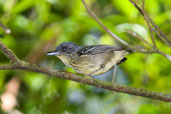 Male Spot-breasted Antvireo, Serra Bonita, Camacan, Bahia, Brazil, November 2008 - click for larger image