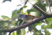 Male Rufous-backed Antvireo, Teresópolis, Rio de Janeiro, Brazil, November 2008 - click for larger image