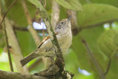 Female Rufous-backed Antvireo, Teresópolis, Rio de Janeiro, Brazil, November 2008 - click for larger image